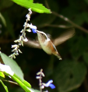 Bumblebee Hummingbird
