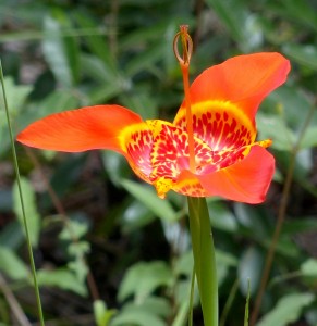 Mexican Shell Flower2