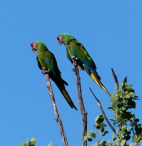 Military Macaws outside of Yecora