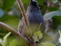 blue-mockingbird