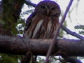 ferruginous-pygmy-owl