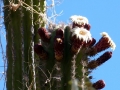 flowering-hecho-cactus