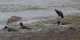 Oyster Catchers going for it