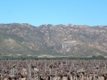 vines-and-mountains