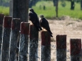 aplomado-falcons