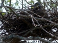 bare-thraoted-tiger-heron-on-nest
