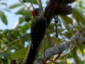 black-cheeked-woodpecker