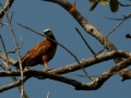 black-collared-hawk