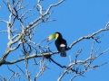 keel-billed-toucan