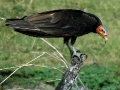 lesser-yellow-headed-vulture