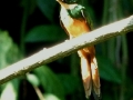 rufous-tailed-jacamar