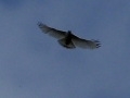 white-hawk