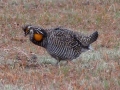 greater-prairie-chicken-ok