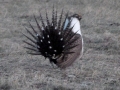 greater-sage-grouse_0