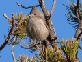 juniper-titmouse