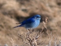 mountain-bluebird_0