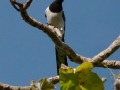 big-magpie-jay