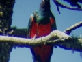 earedquetzal2