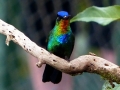 cr-fiery-throated-hummingbird