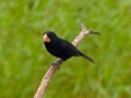 cr-nicaraguan-seedfinch