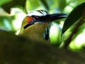 cr-turq-browed-motmot