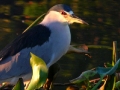 black-crowmed-night-heron-long