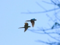 macaw-military-2-15-09_1