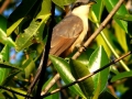 mangrove-cuckoo-trip2