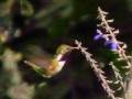 bumblebee-hummingbird-male