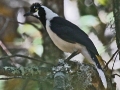 tufted-jay-candido-2