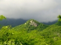 green-tecolote