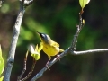 gray-crowned-yellowthroat