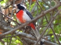 red-breasted-chat