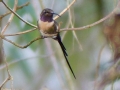 slender-sheartail-hummingbird