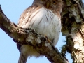 mean-colima-owl