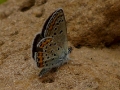 little-blue-butterfly