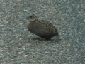 montezuma-quail-nwm