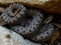 rock-rattlesnake