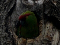 tb-parrot-in-nest-cavity-close-up