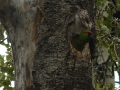 tb-parrot-in-nest-cavity2