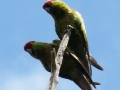 tb-parrot4