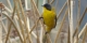 Black-poled Yellowthroat