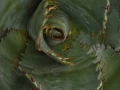agave-detail-plant