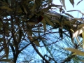 red-faced-warbler