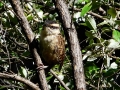spotted-wren