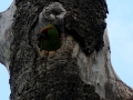 tb-parrot-in-nest-cavity
