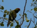 tb-parrot2