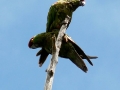 tb-parrot3