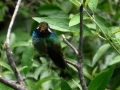 white-eared-hummingbird