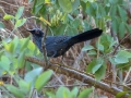 blue-mockingbird